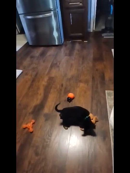 Enlarge Maxwell, an adopted mixed breed in COLORADO SPRINGS, CO video 2/6