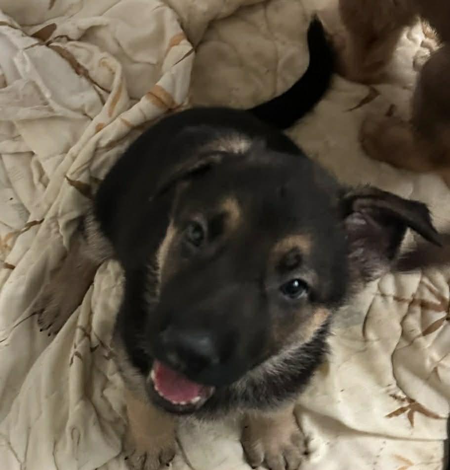 Bee Litter: Bumble, Adopted, Young Female German Shepherd Dog.