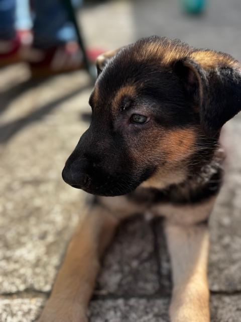 Bee Litter: Bumble, a Adopted German Shepherd Dog in Vancouver, WA image 2/4