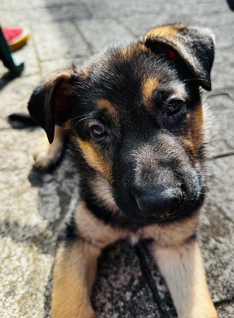 Bee Litter: Bumble, a Adopted German Shepherd Dog in Vancouver, WA image 3/4