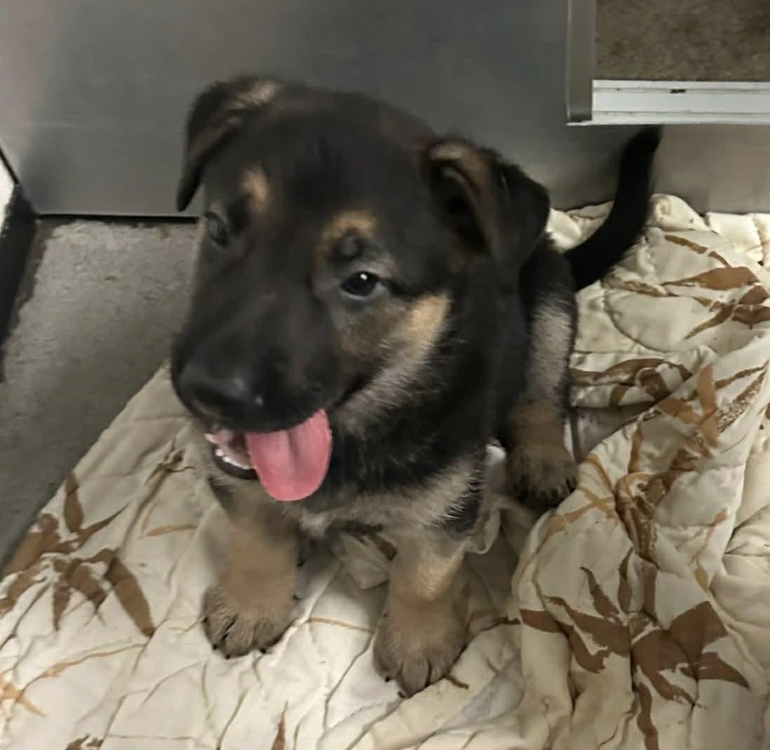 Bee Litter: Bumble, a Adopted German Shepherd Dog in Vancouver, WA image 4/4