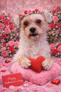 Enlarge Toto, a Adopted mixed breed in Nashville, TN image 1/3