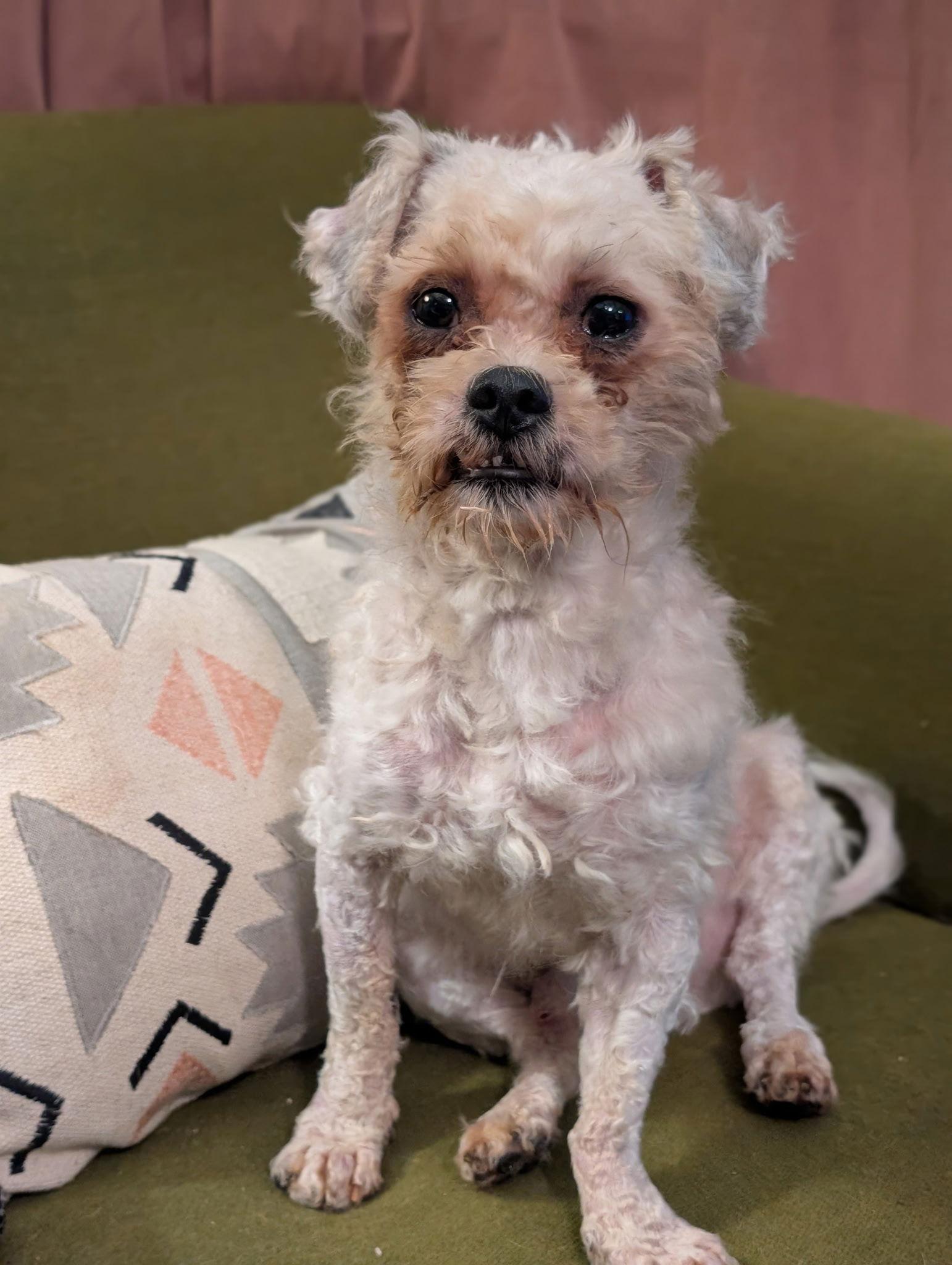 Enlarge Toto, a Adopted mixed breed in Nashville, TN image 2/3