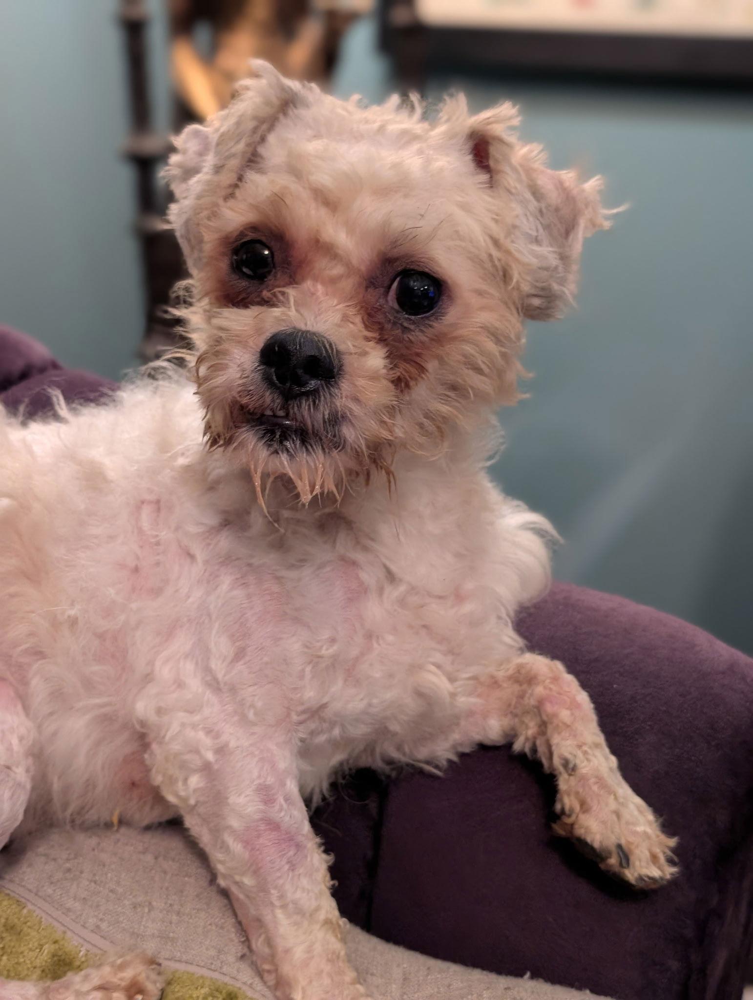 Enlarge Toto, a Adopted mixed breed in Nashville, TN image 3/3