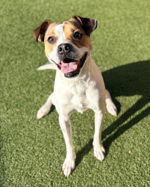 Jo Jo, Adoptable, Adult Female Terrier.