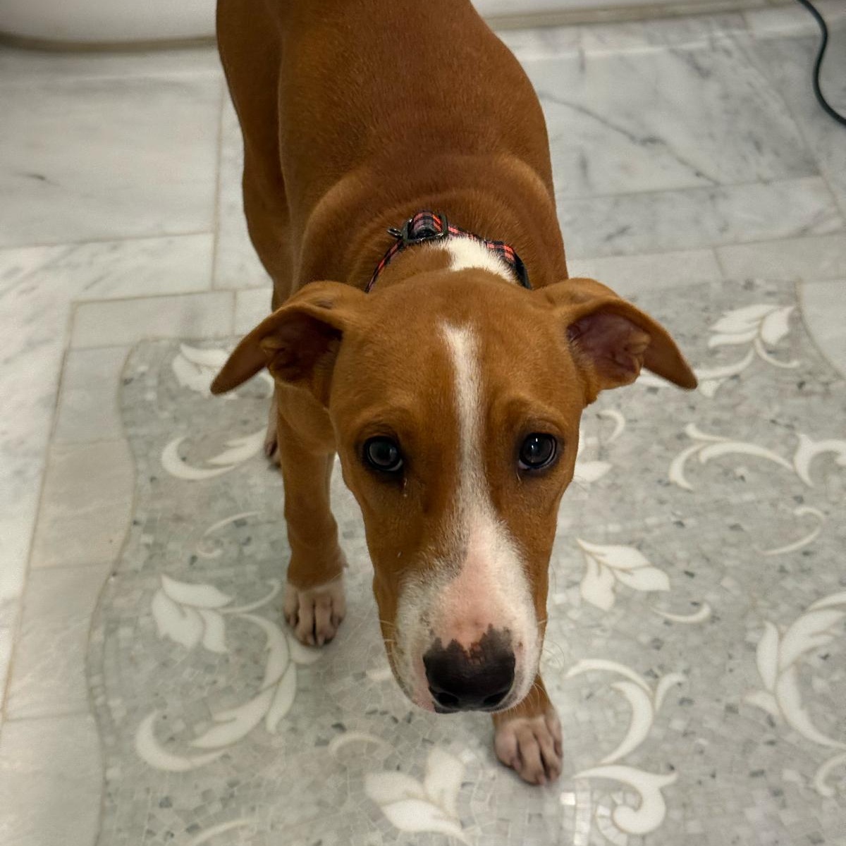 Enlarge Bashful, an adopted Mixed Breed in Weymouth, MA image 1/6