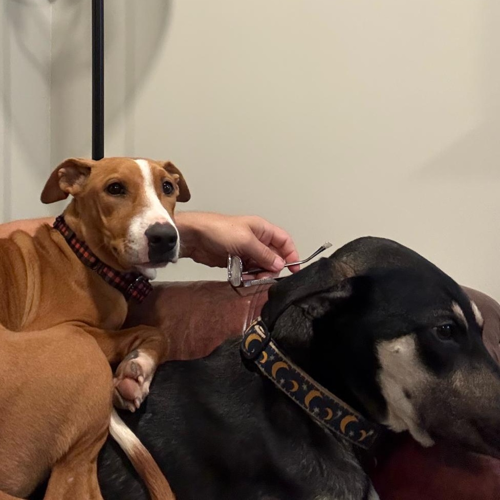 Enlarge Bashful, an adopted Mixed Breed in Weymouth, MA image 2/6