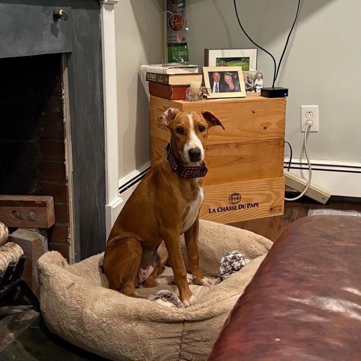 Enlarge Bashful, an adopted Mixed Breed in Weymouth, MA image 3/6