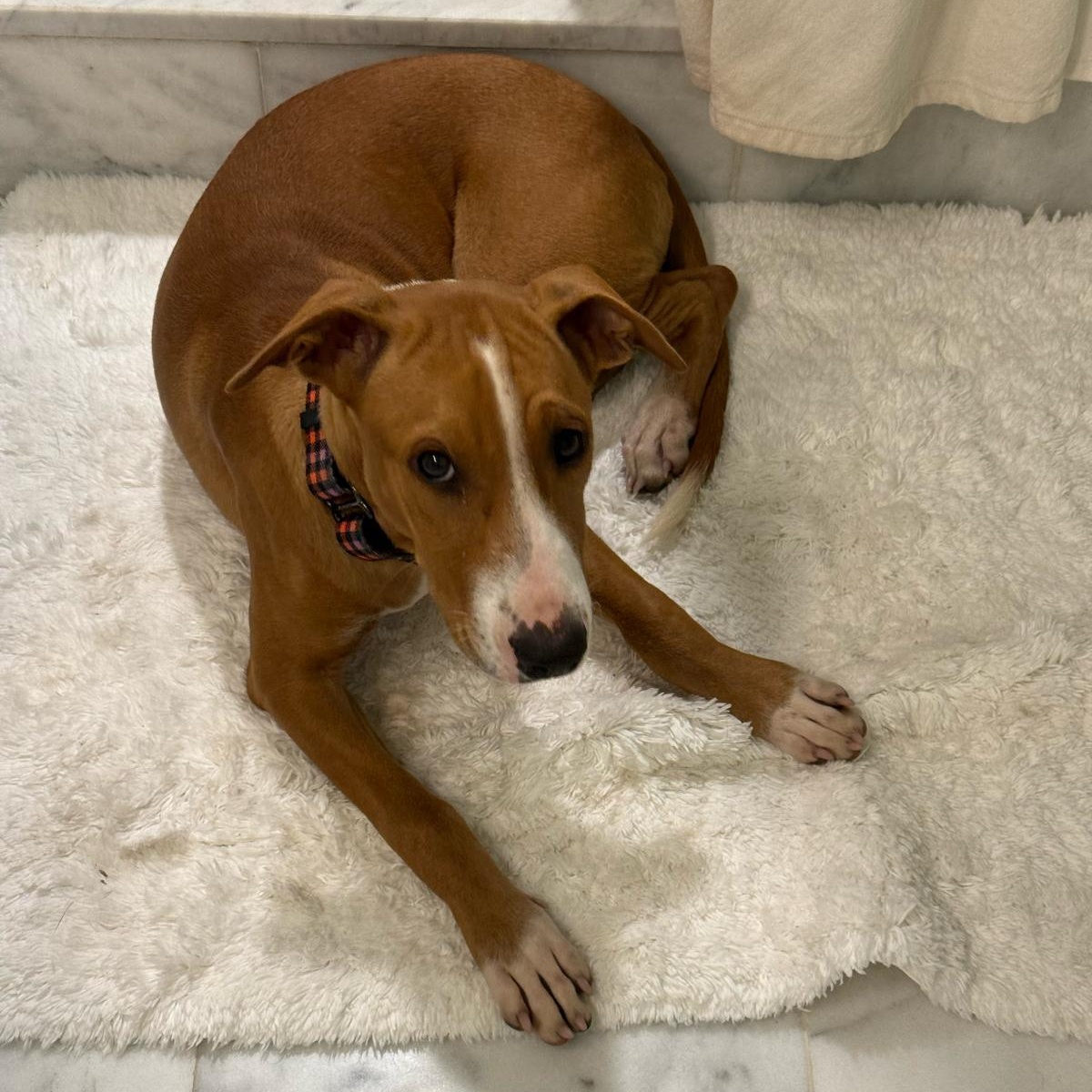 Enlarge Bashful, an adopted Mixed Breed in Weymouth, MA image 5/6