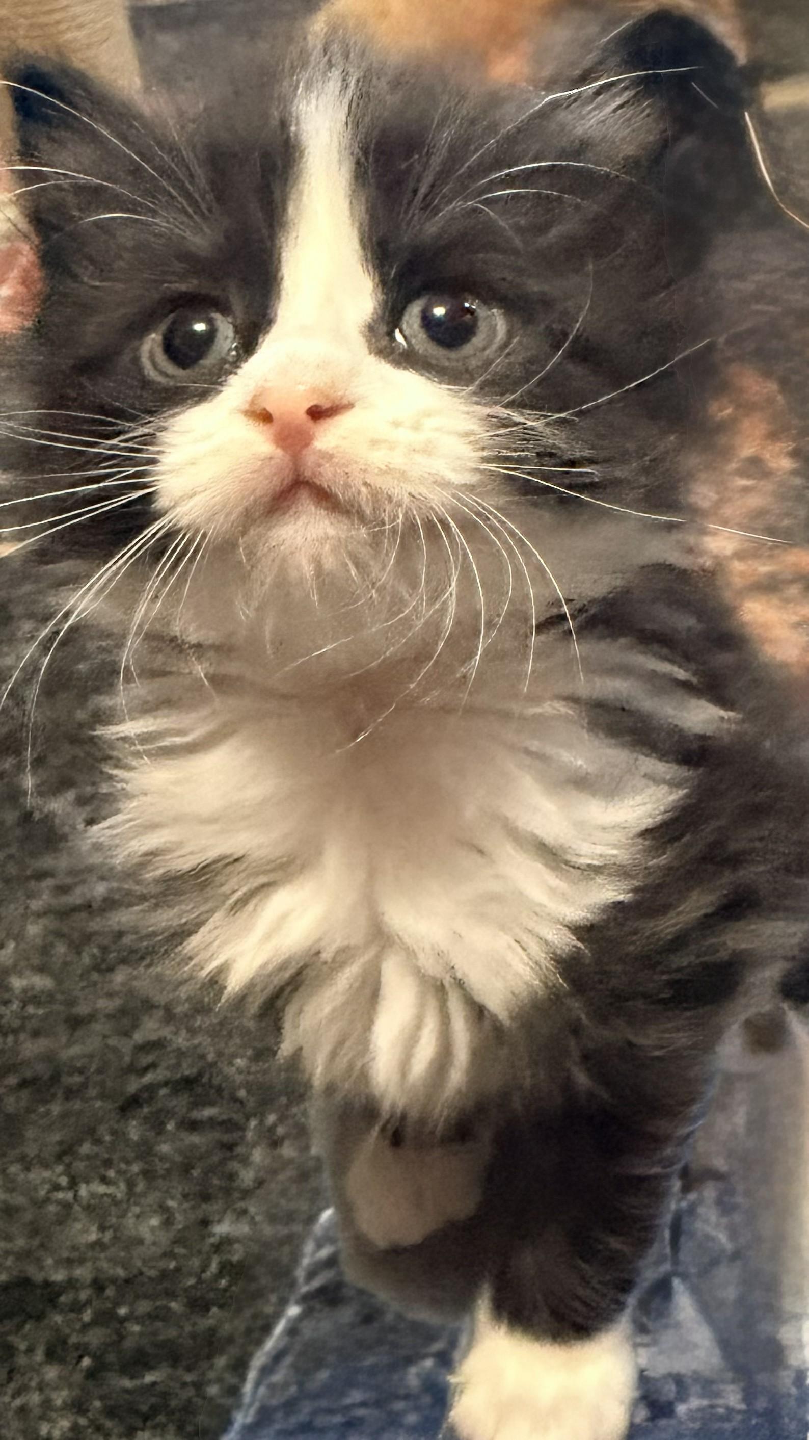 Enlarge Trixie, an adopted Domestic Medium Hair in Aylett, VA image 2/3
