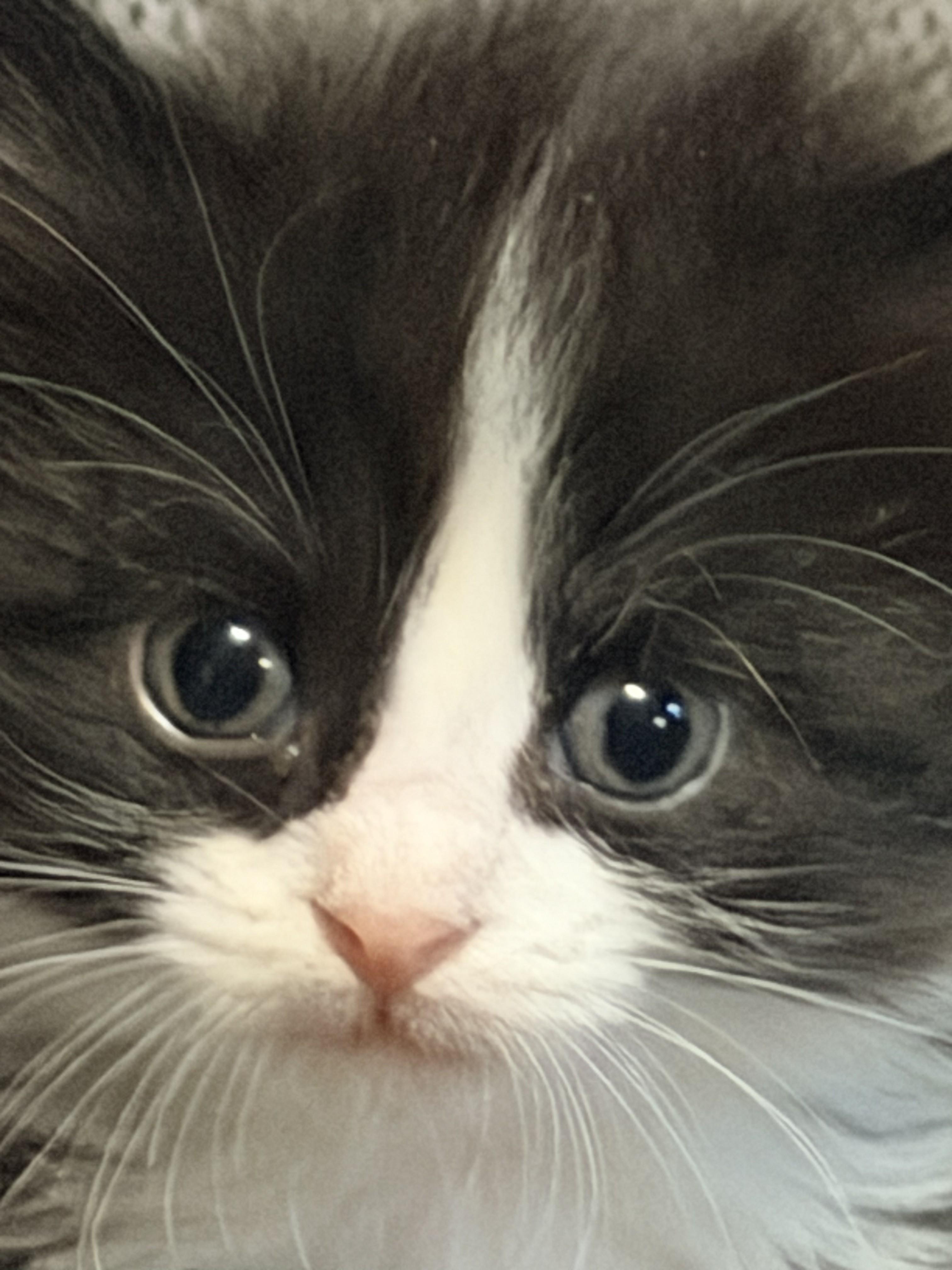 Trixie, adopted, Kitten Female Domestic Medium Hair.