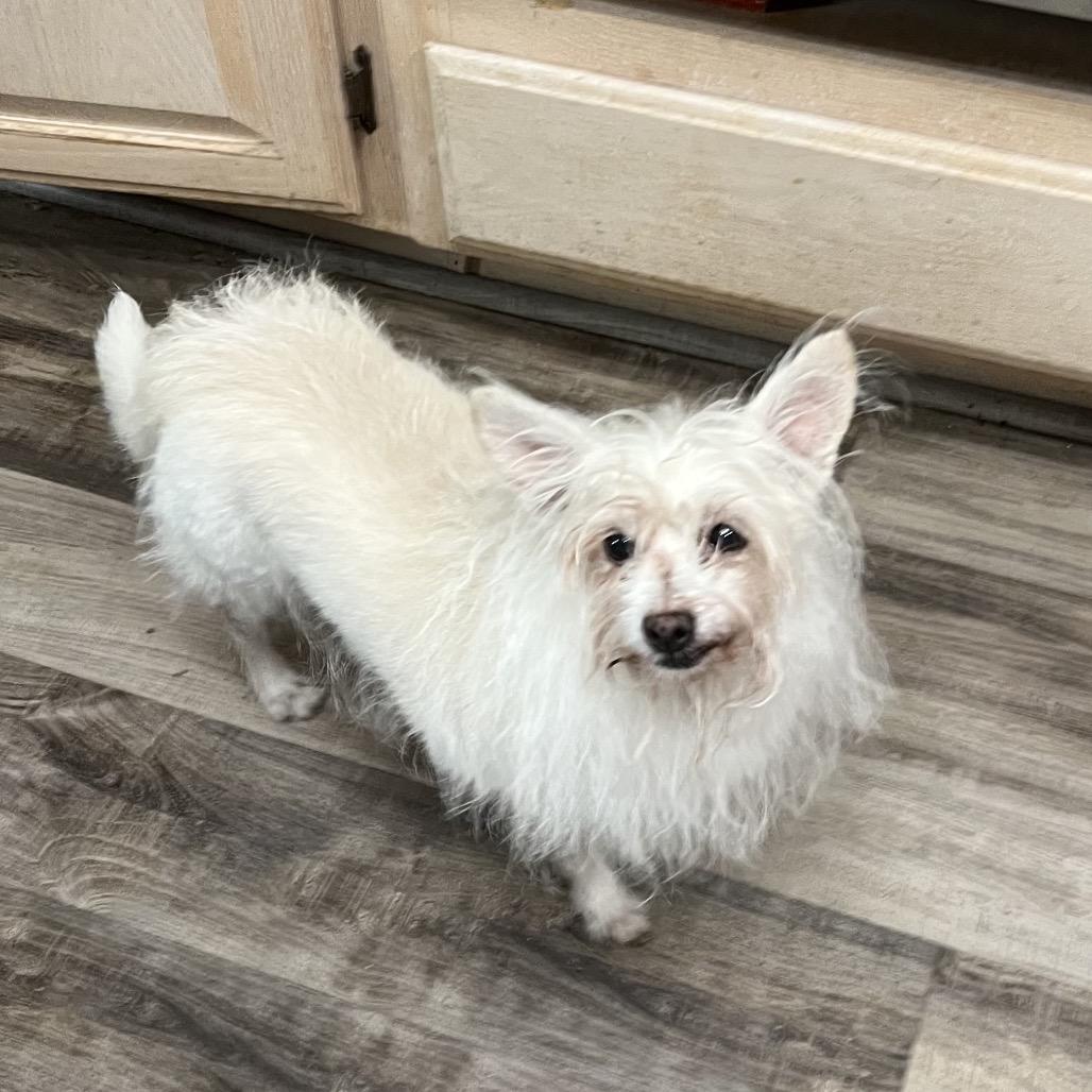 Dancer, Adoptable, Senior Female Pomeranian.