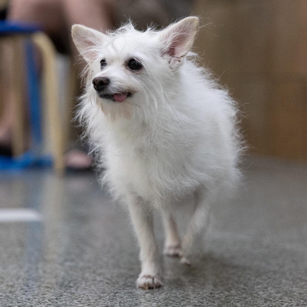 Enlarge Dancer, a Adoptable mixed breed in Las Vegas, NV image 2/2