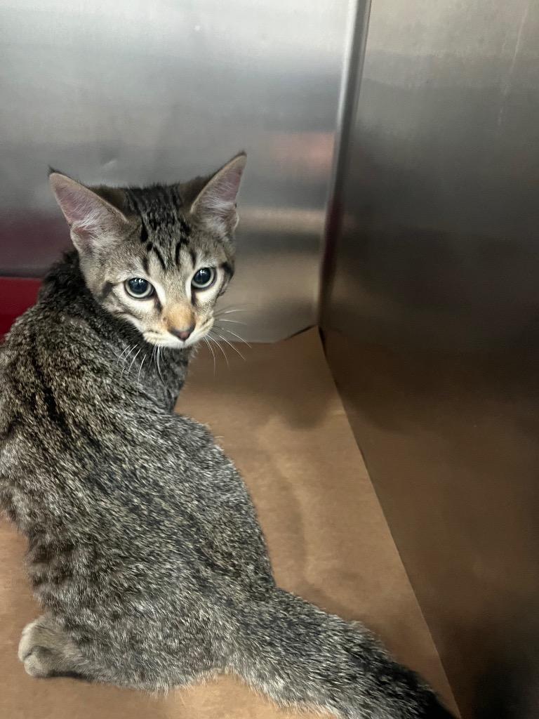 Hinder, Adoptable, Kitten Male Domestic Short Hair.