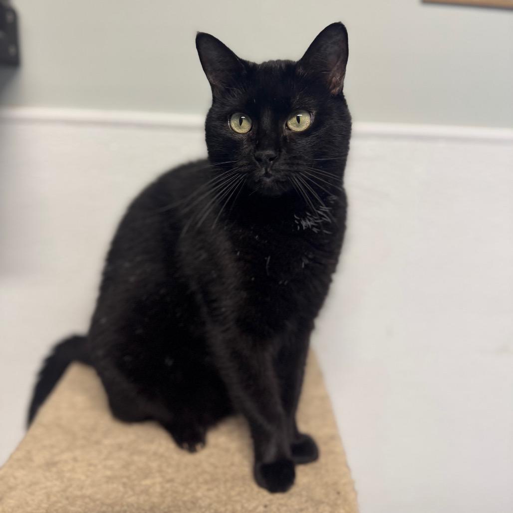 Queen of Hearts, Adoptable, Adult Female Domestic Short Hair.