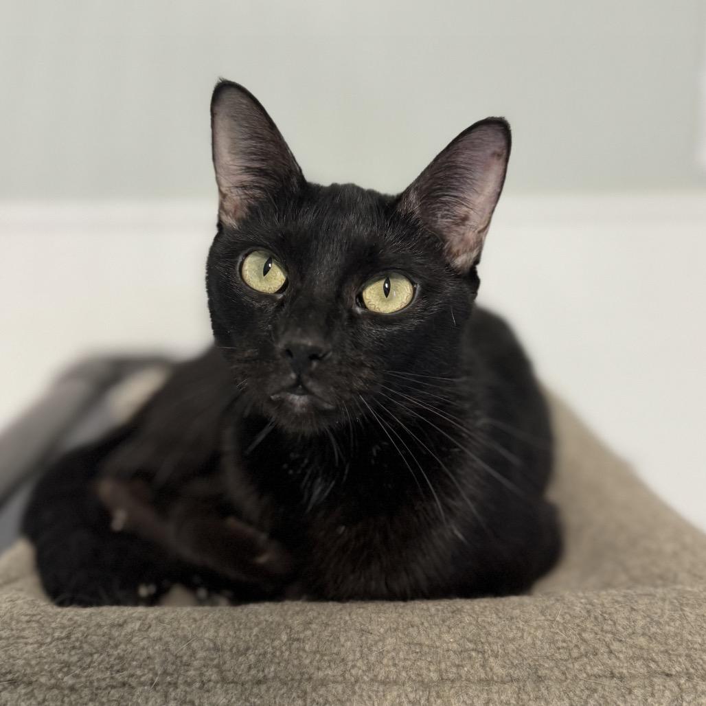 Enlarge Queen of Hearts, a Adoptable Domestic Short Hair in Brownsboro, AL image 2/2