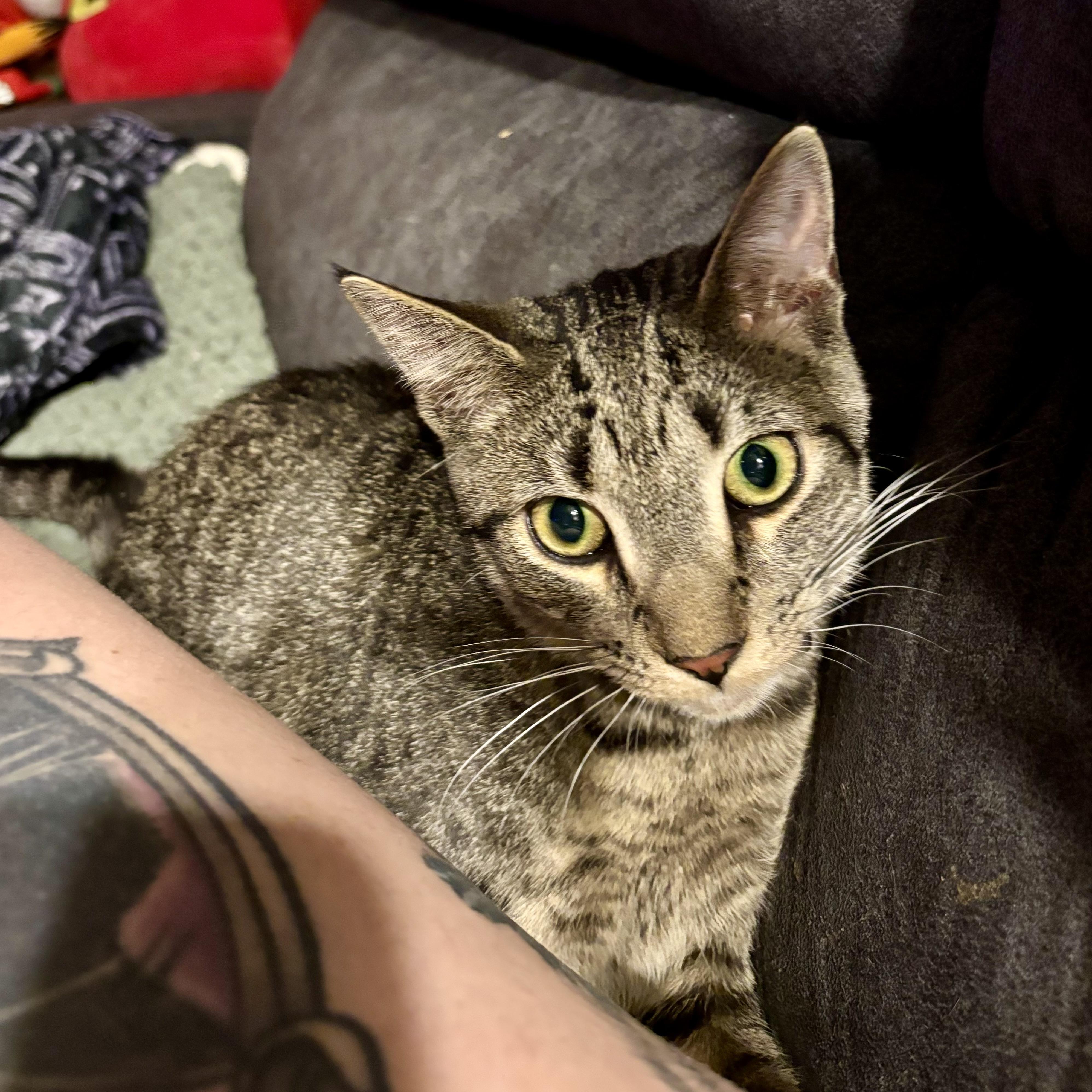 Enlarge Mac, an adoption pending Tabby in Albany, NY image 4/6