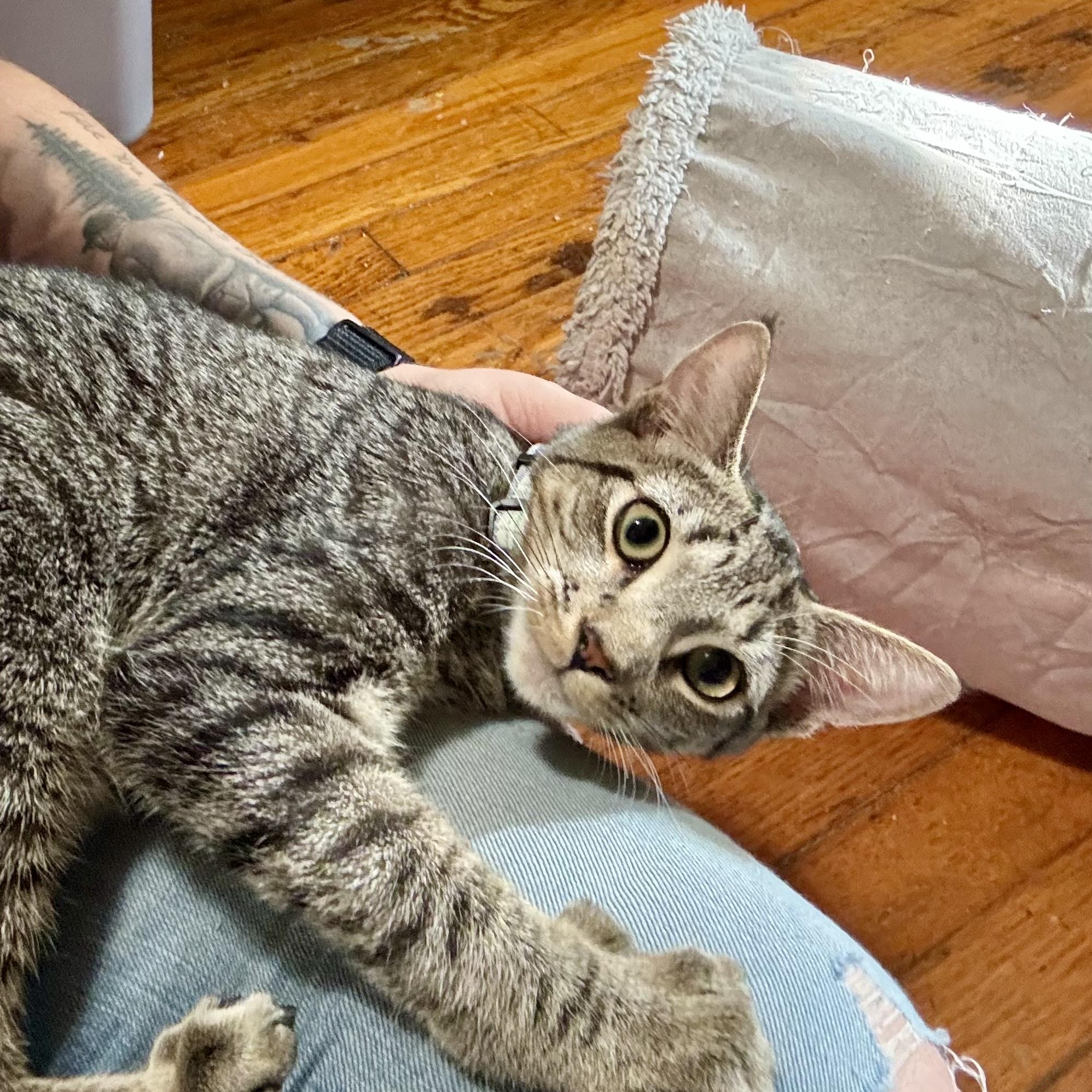 Enlarge Mac, a Adoptable Tabby in Albany, NY image 4/4