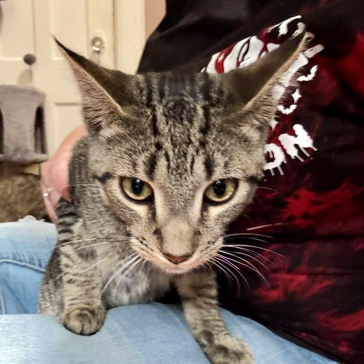 Enlarge Mac, a Adoptable Tabby in Albany, NY image 3/4