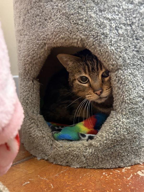 Dee, Adoptable, Senior Female Domestic Short Hair.