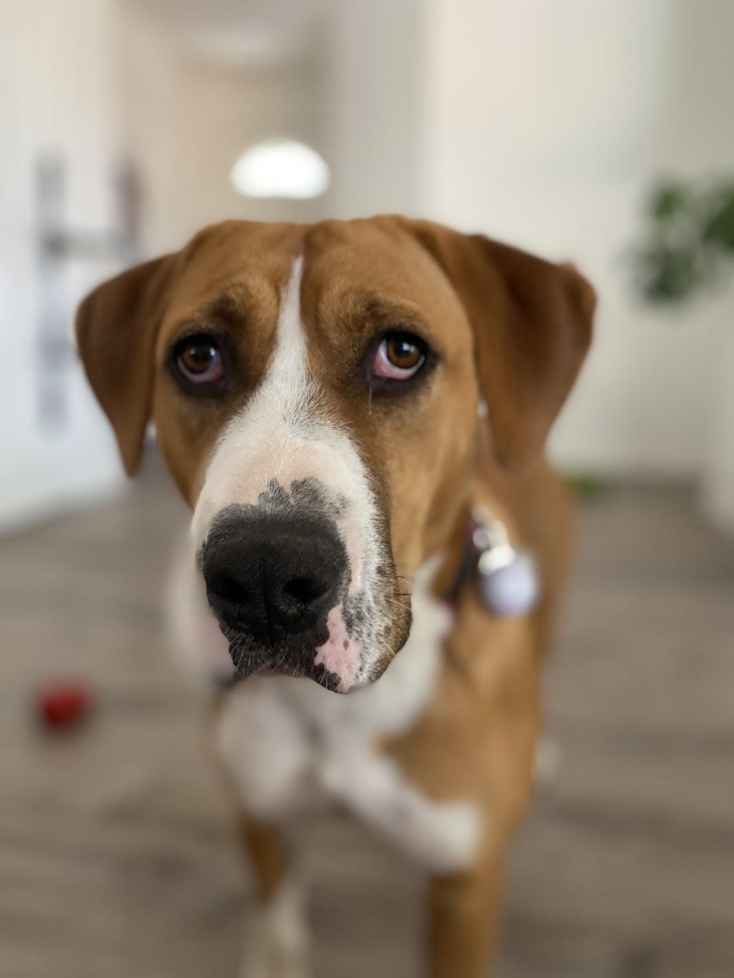 Enlarge Perdita, an adopted mixed breed in Davis, CA image 1/6