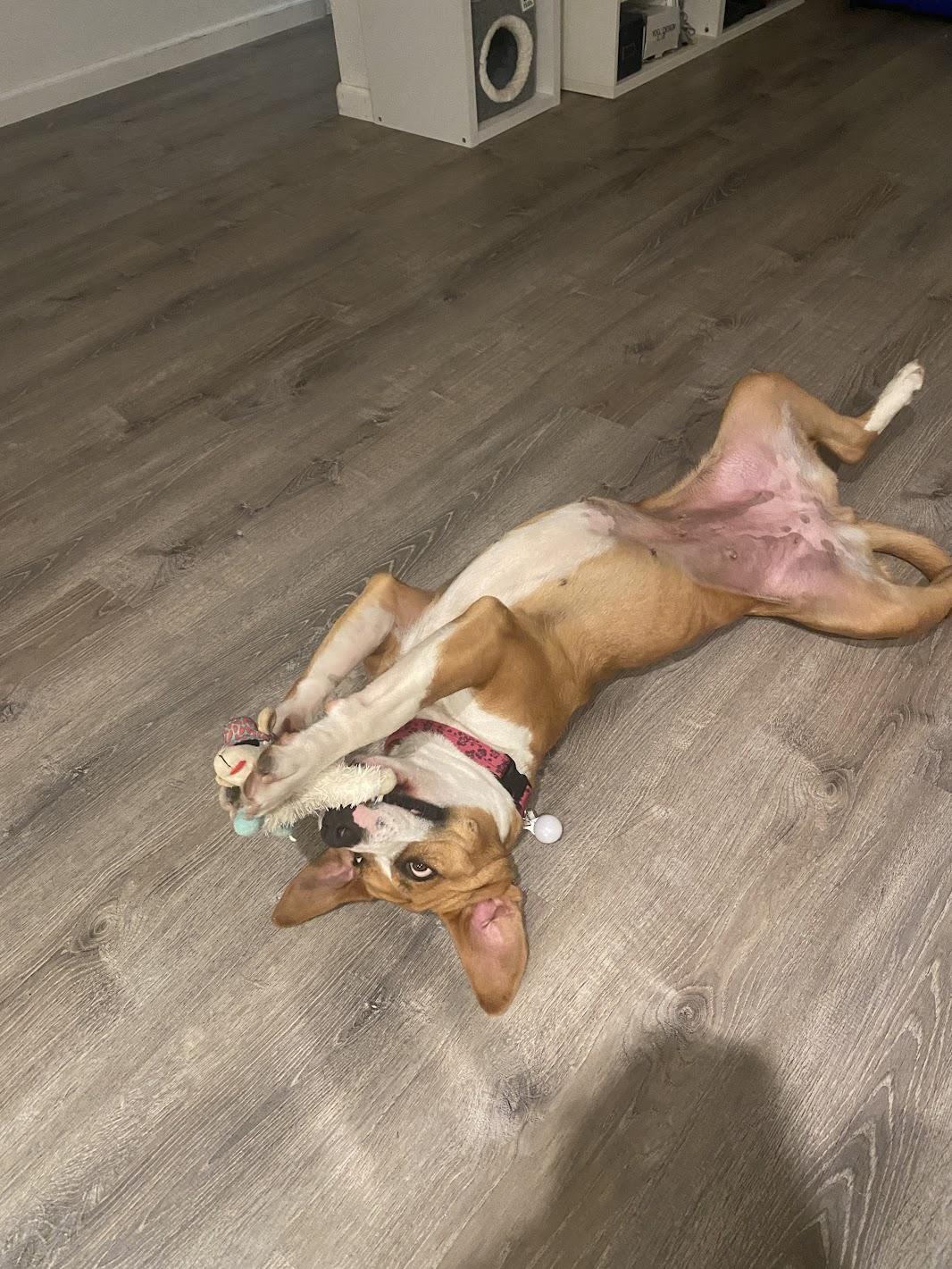Enlarge Perdita, an adopted mixed breed in Davis, CA image 6/6