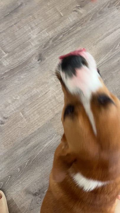 Enlarge Perdita, an adopted mixed breed in Davis, CA video 2/6