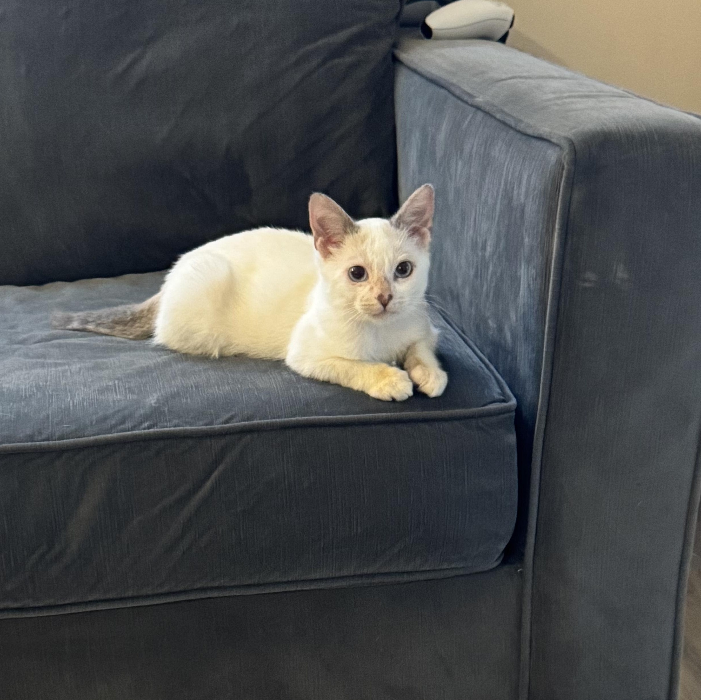Enlarge Blizzard, a Adoptable mixed breed in Gainesville, VA image 2/6