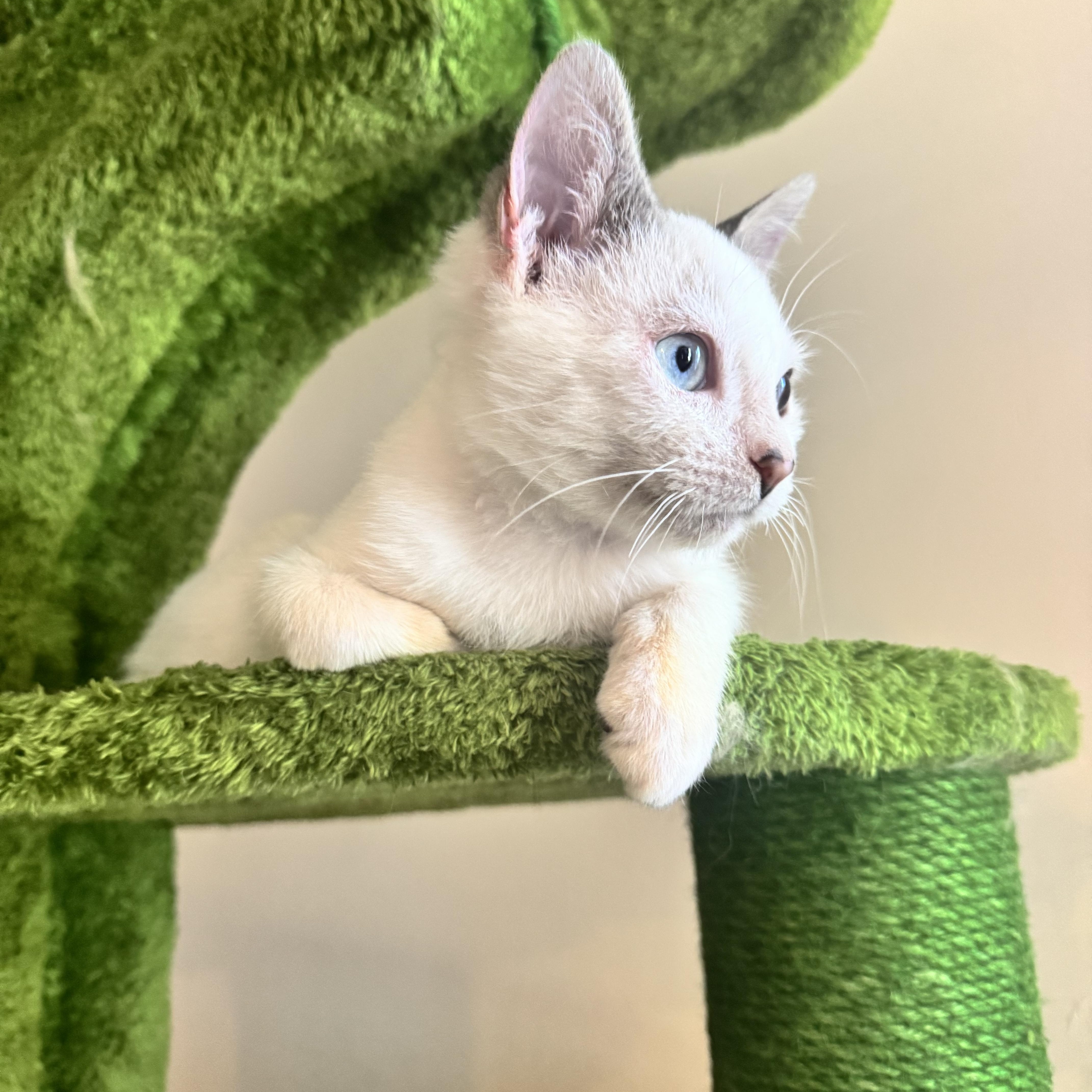 Enlarge Blizzard, a Adoptable mixed breed in Gainesville, VA image 6/6
