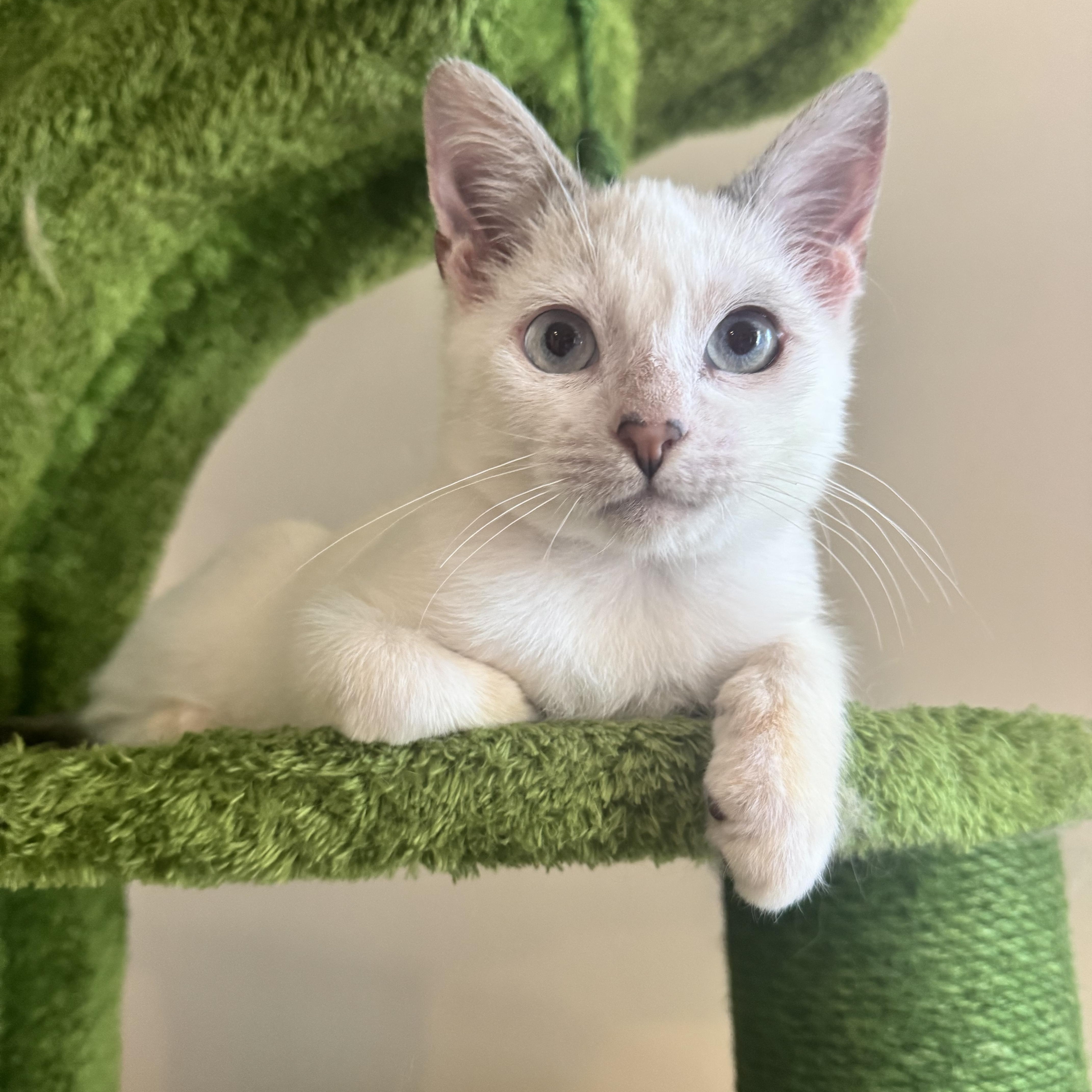Blizzard, Adoptable, Kitten Male Siamese.