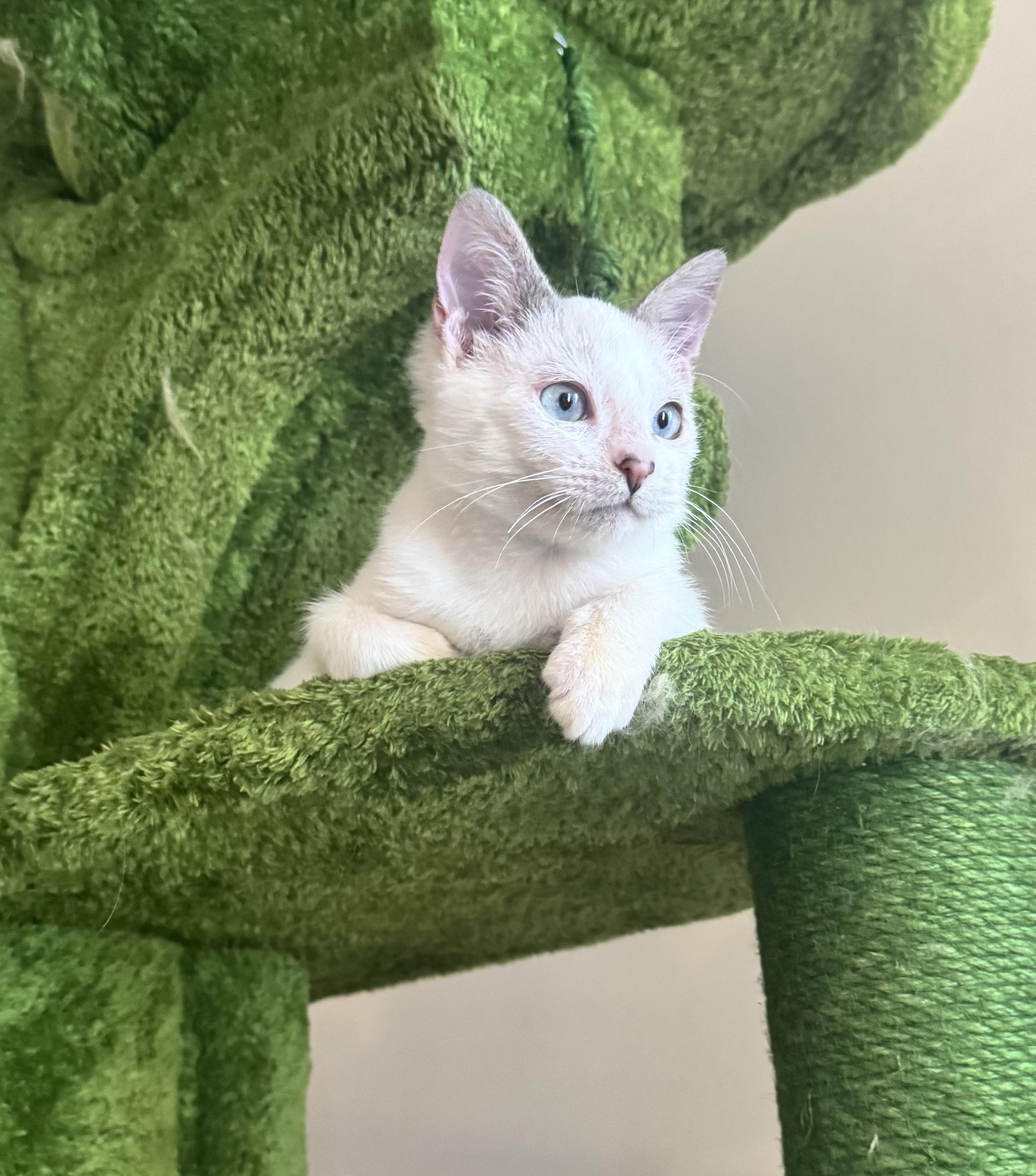 Enlarge Blizzard, a Adoptable mixed breed in Gainesville, VA image 5/6