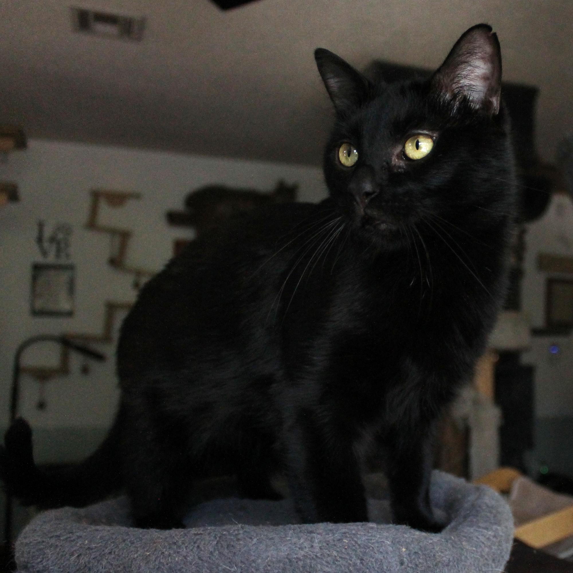 Enlarge Blackbird, a Adoptable Domestic Short Hair in Guthrie, OK image 2/6
