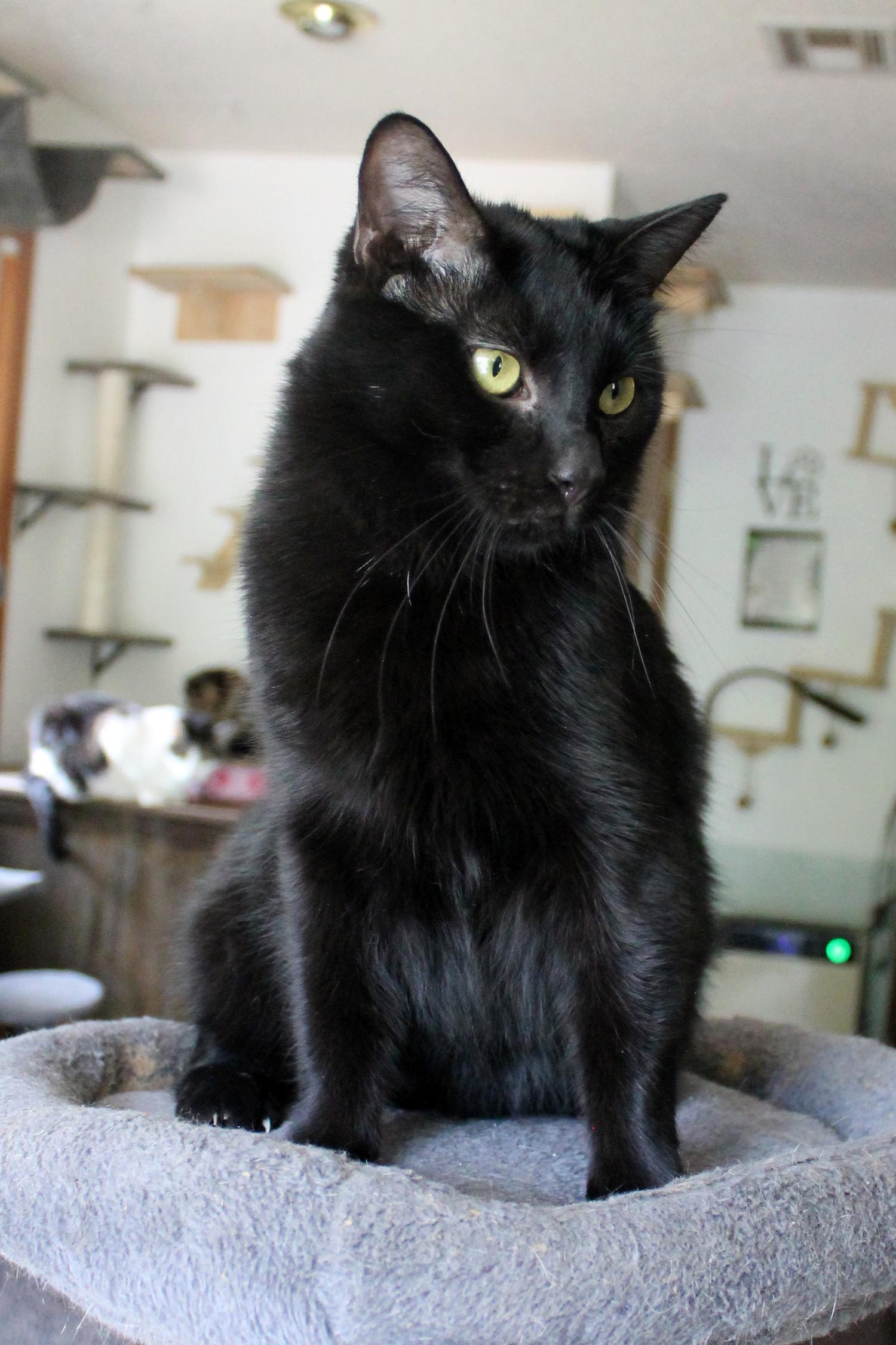 Enlarge Blackbird, a Adoptable Domestic Short Hair in Guthrie, OK image 6/6