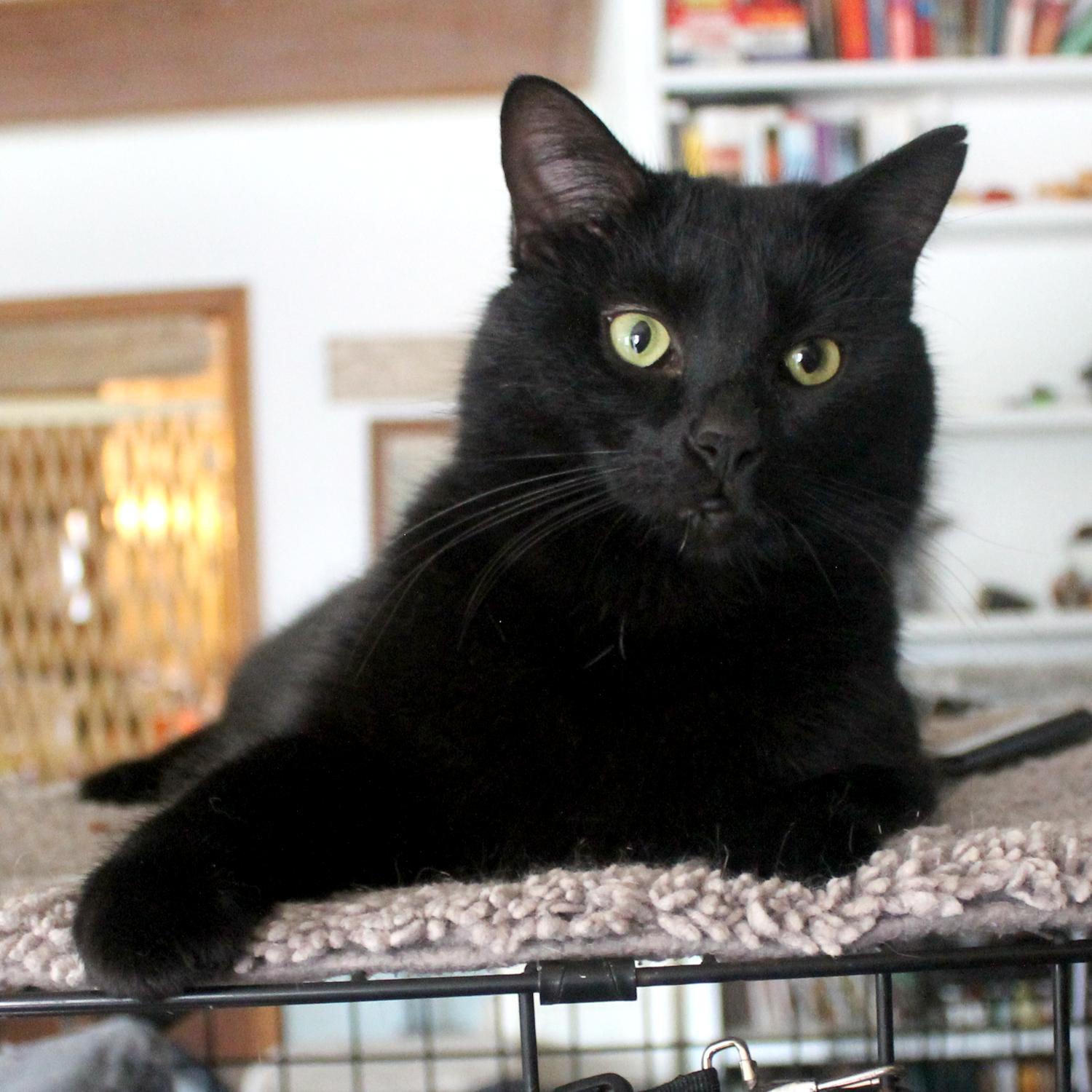Enlarge Blackbird, a Adoptable Domestic Short Hair in Guthrie, OK image 1/6