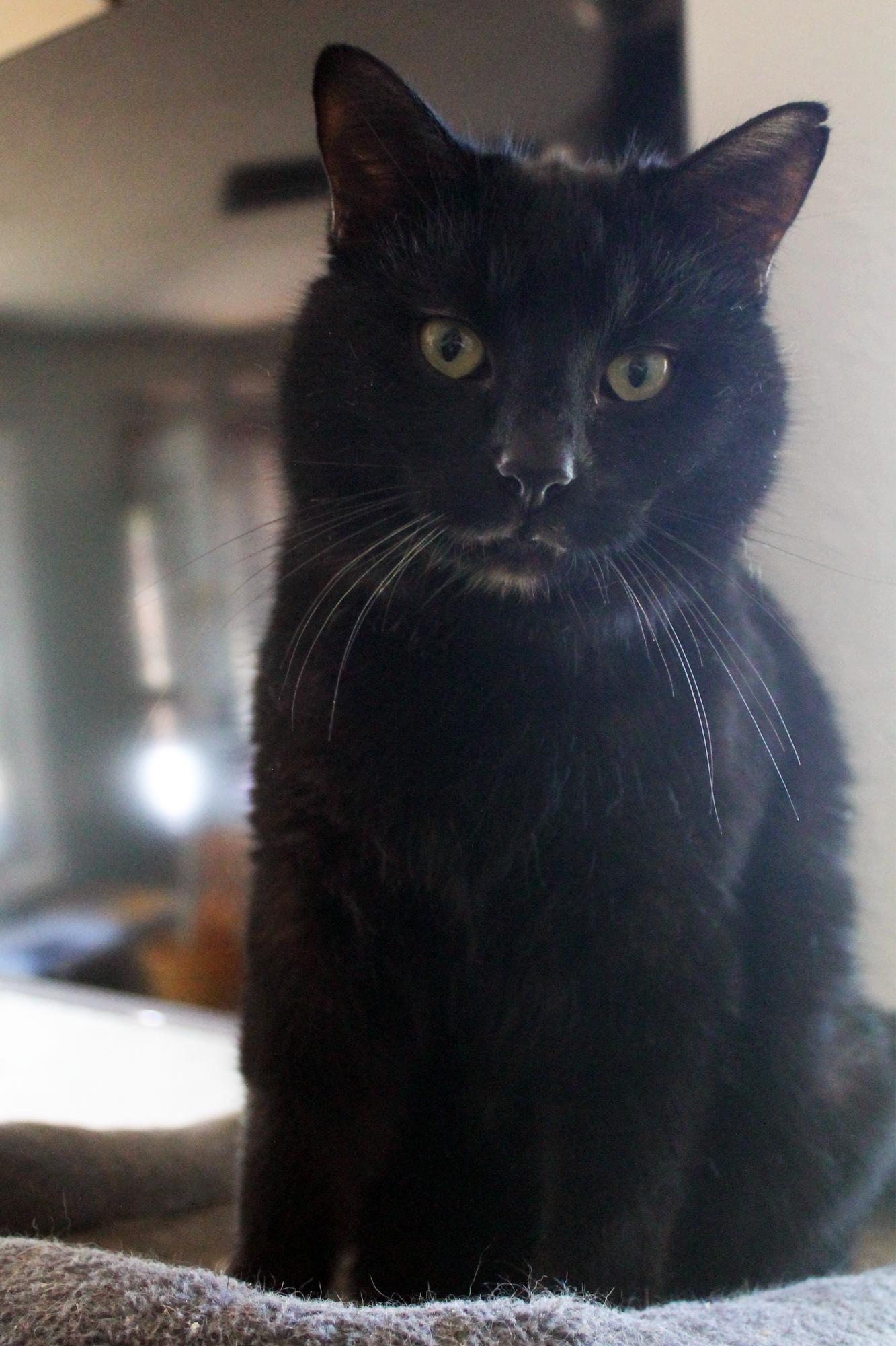 Enlarge Blackbird, a Adoptable Domestic Short Hair in Guthrie, OK image 3/6