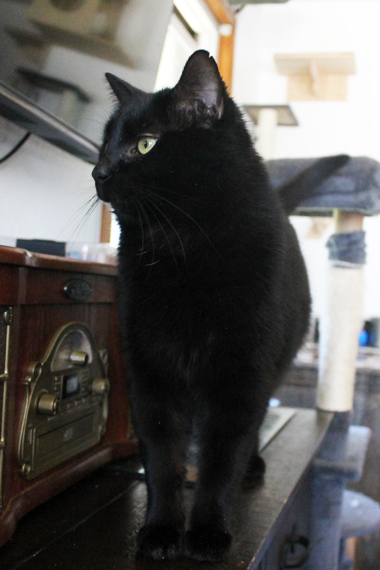 Enlarge Blackbird, a Adoptable Domestic Short Hair in Guthrie, OK image 4/6