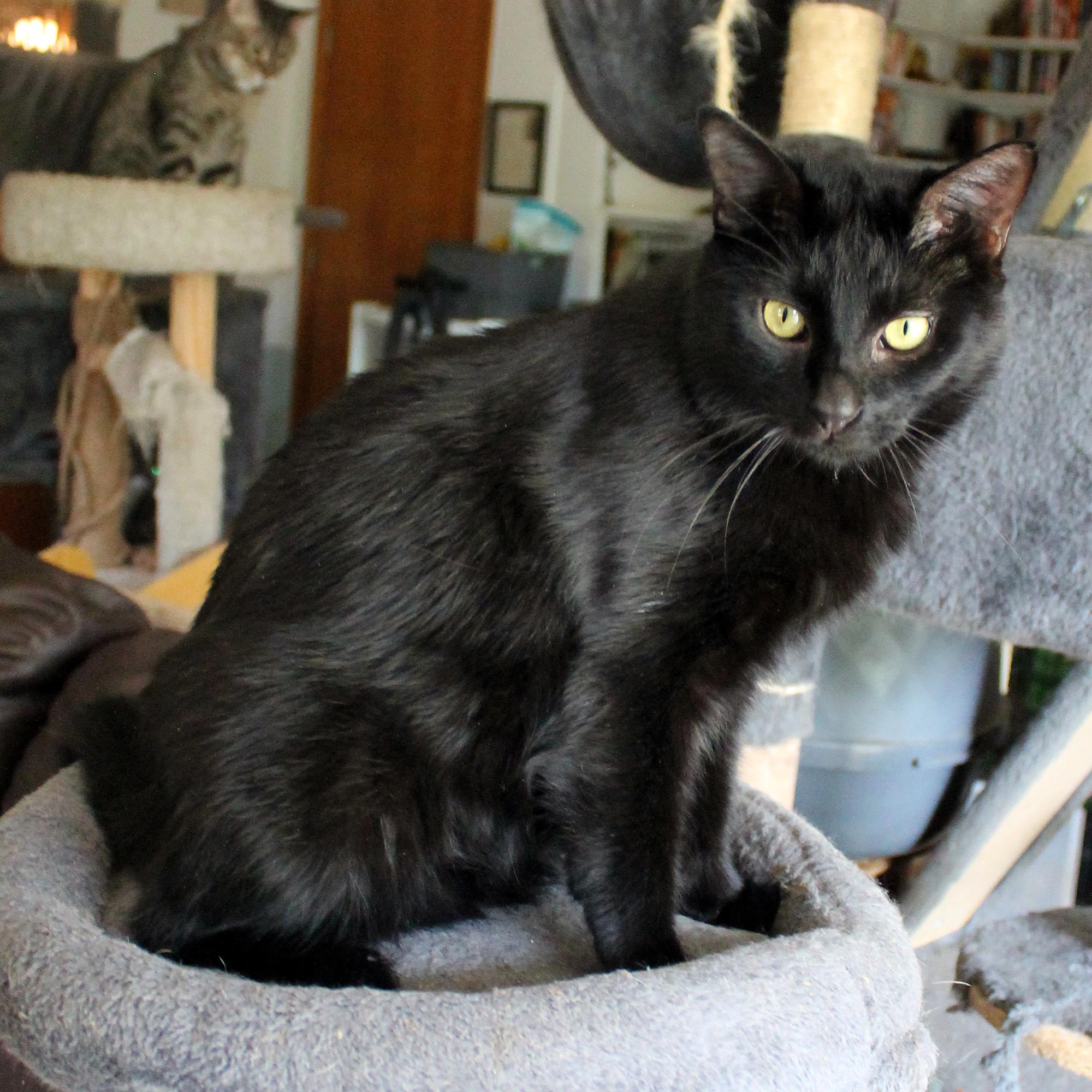 Enlarge Blackbird, a Adoptable Domestic Short Hair in Guthrie, OK image 5/6