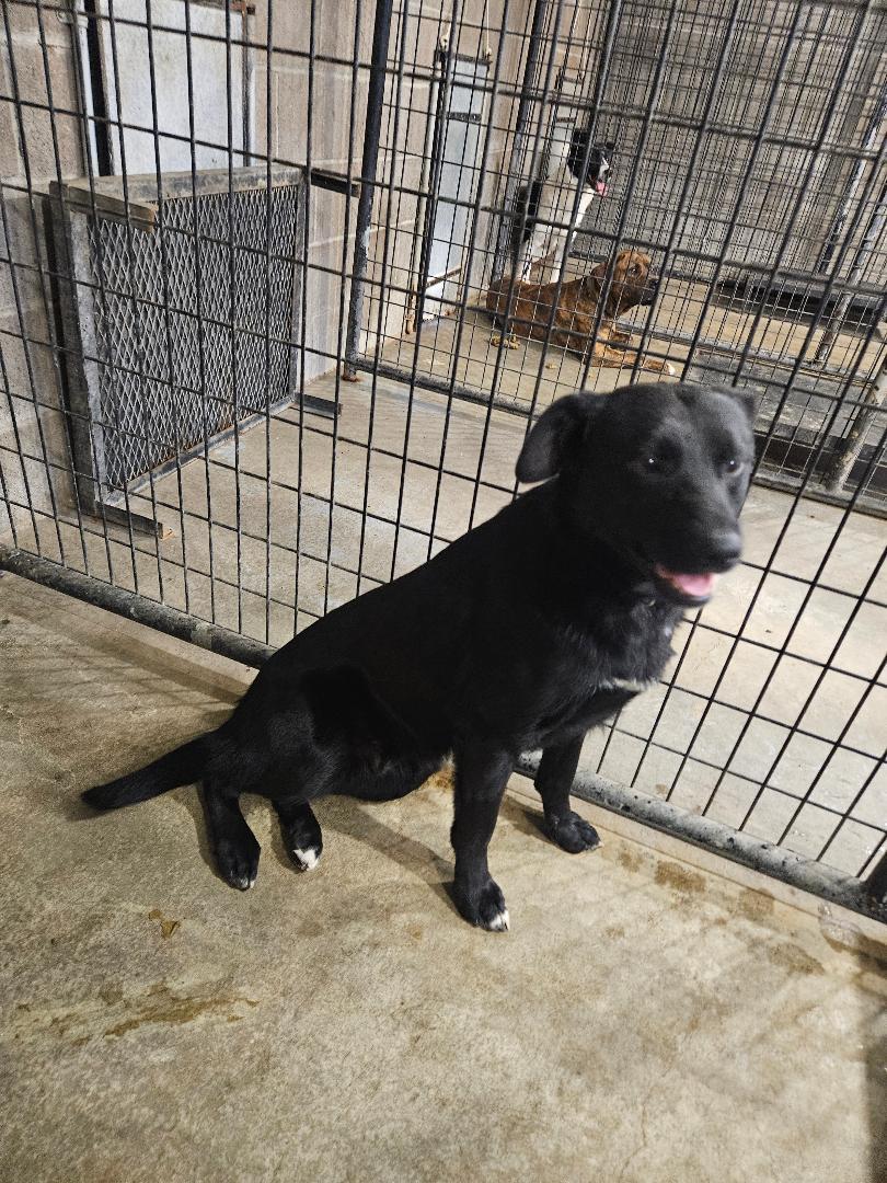 Enlarge Joey, a ADOPTABLE mixed breed in Norton, KS image 3/4