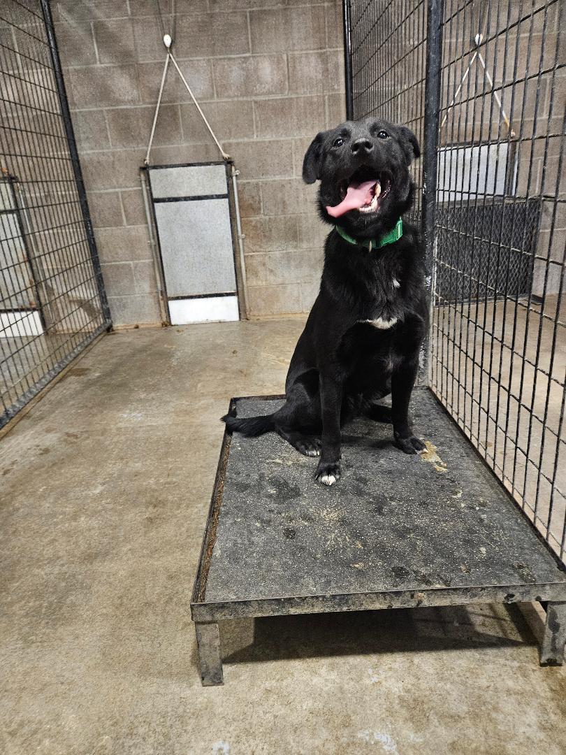 Joey, ADOPTABLE, Young Male Border Collie.