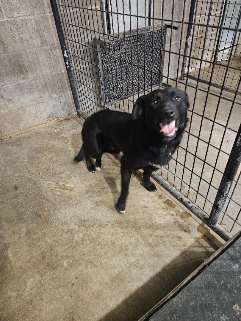 Enlarge Joey, a ADOPTABLE mixed breed in Norton, KS image 4/4