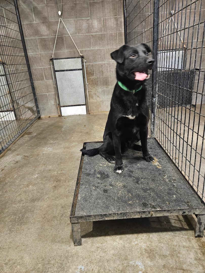 Enlarge Joey, a ADOPTABLE mixed breed in Norton, KS image 2/4