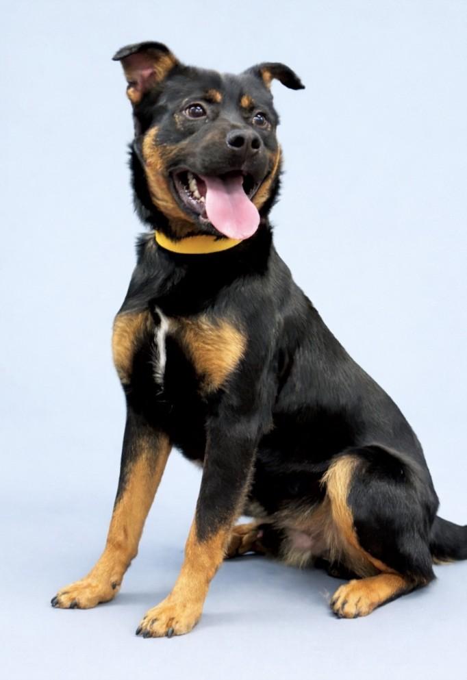 MAJOR, Adoptable, Young Male German Shepherd Dog & Rottweiler.