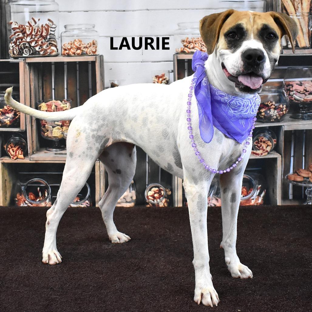 Laurie, Adoptable, Adult Female Mixed Breed.