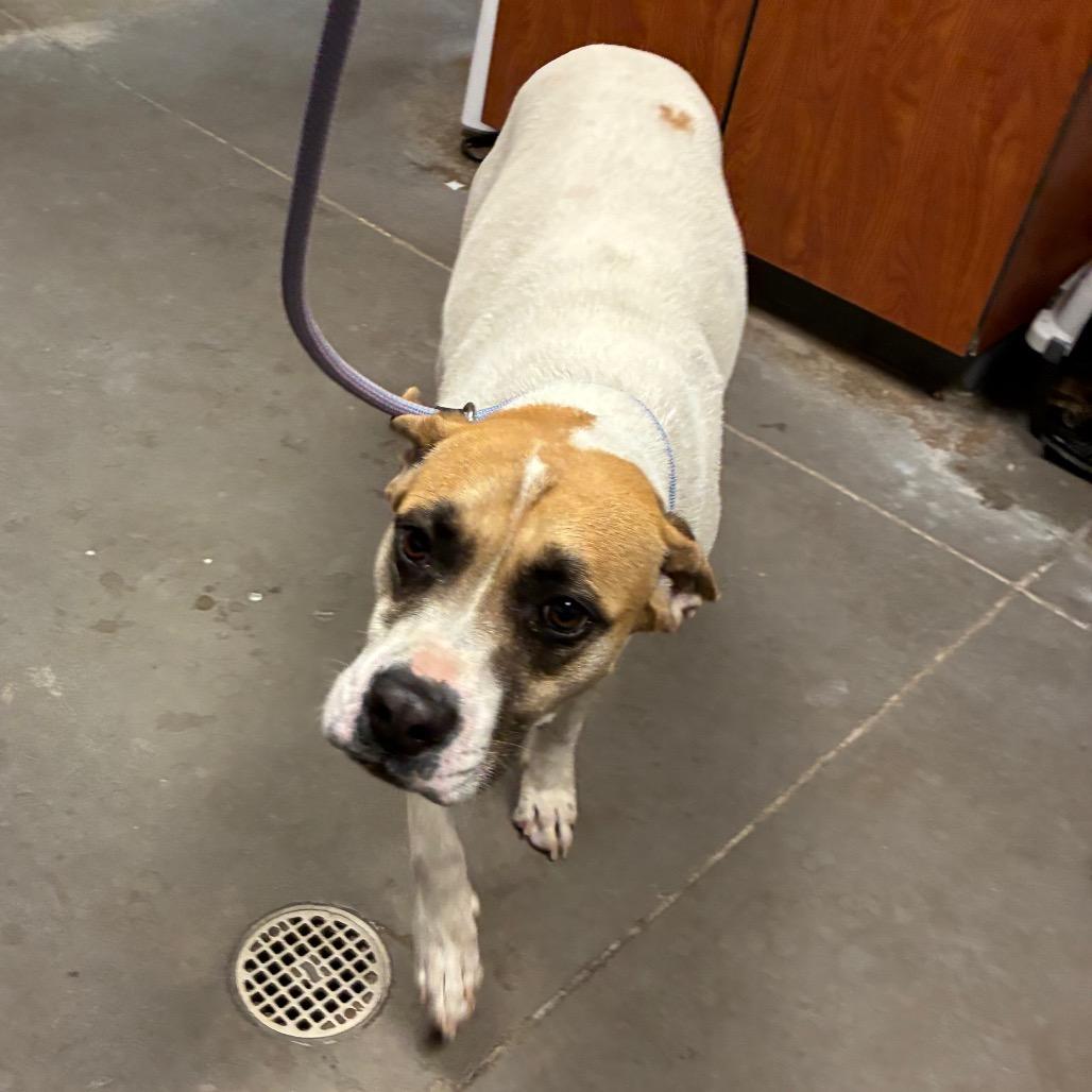 Laurie, Adoptable, Adult Female Mixed Breed.
