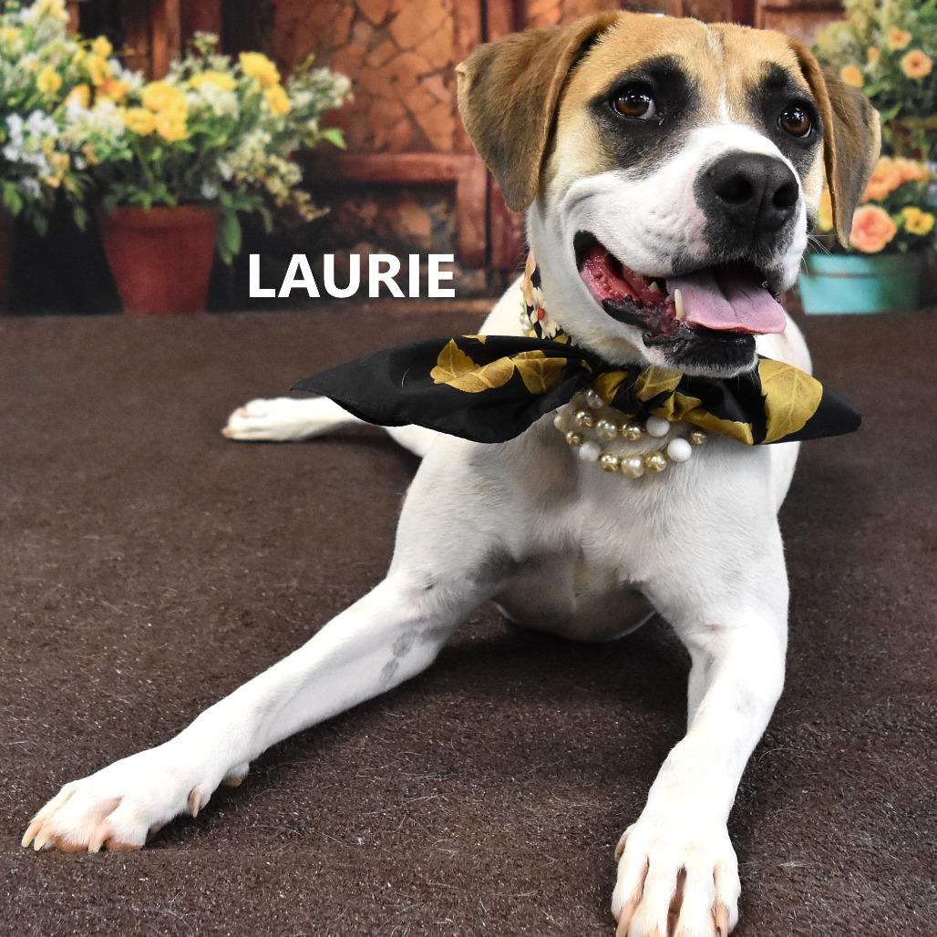 Enlarge Laurie, a Adoptable Mixed Breed in Yuma, AZ image 2/4