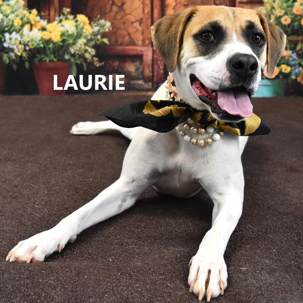 Enlarge Laurie, a Adoptable Mixed Breed in Yuma, AZ image 3/4