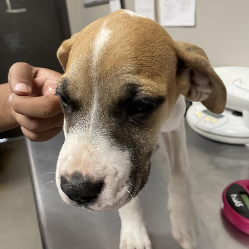 Enlarge Laurie, a Adoptable Mixed Breed in Yuma, AZ image 4/4