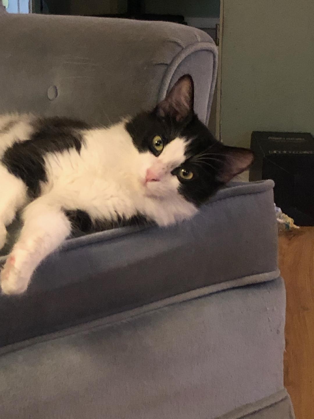 Maggie, Adopted, Young Female Tuxedo.