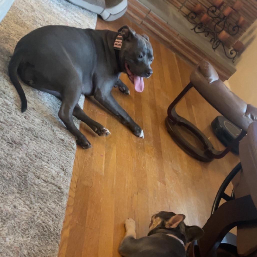 Blueberry thumbnail 2