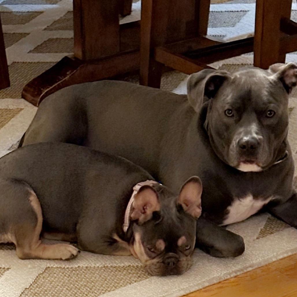 Blueberry thumbnail 3